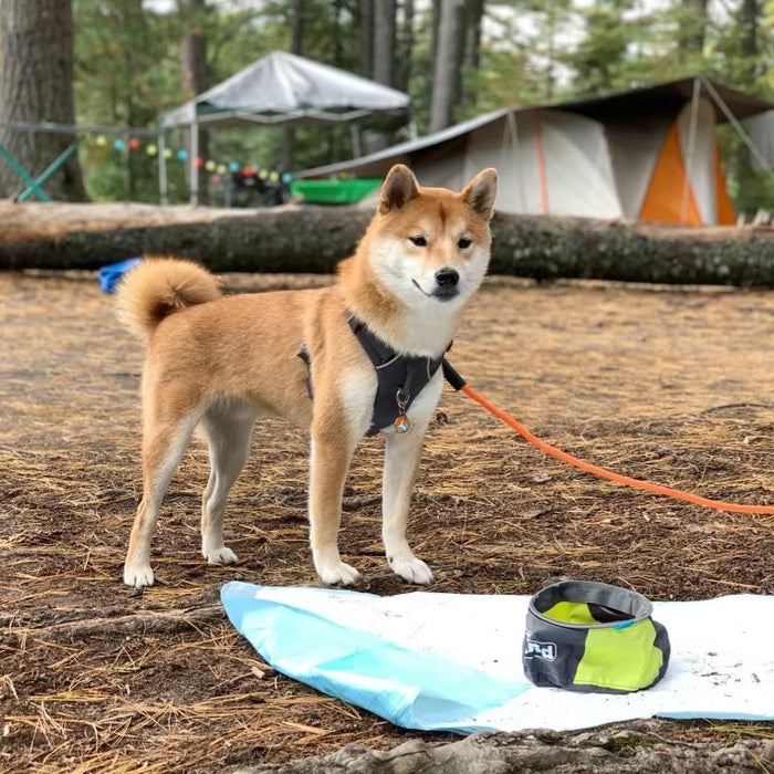 The Ultimate Dog Camping Gear Checklist: What to Pack for Your Pet?