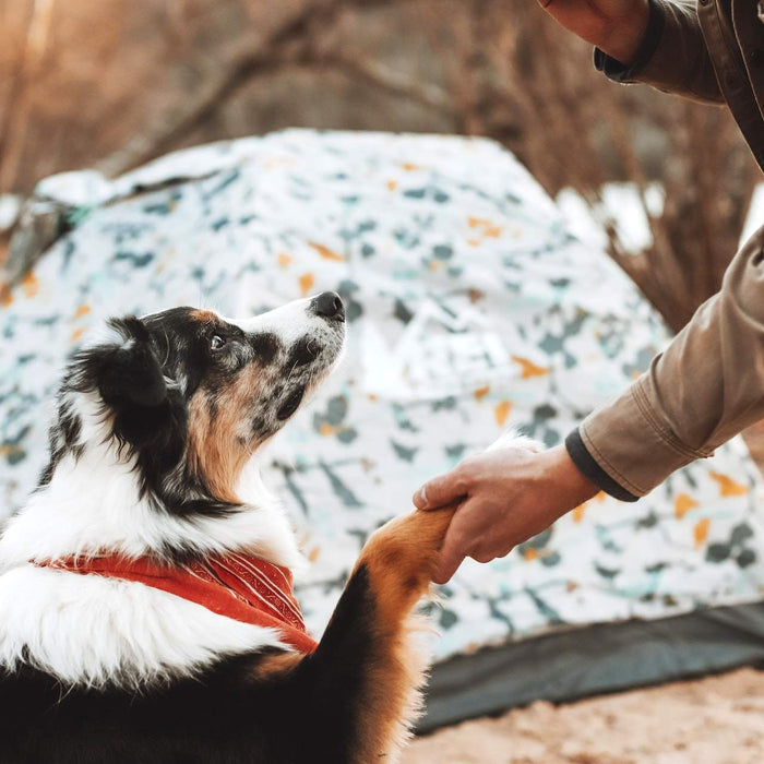 How To Camp With A Dog?